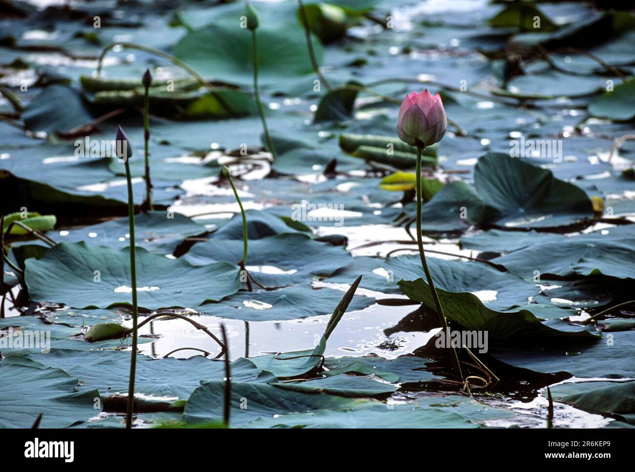 loto sacro Laxmi loto, fiore di loto indiano (Nelumbo nucifera) Tamil Nadu, India del Sud, India, Asia Foto Stock