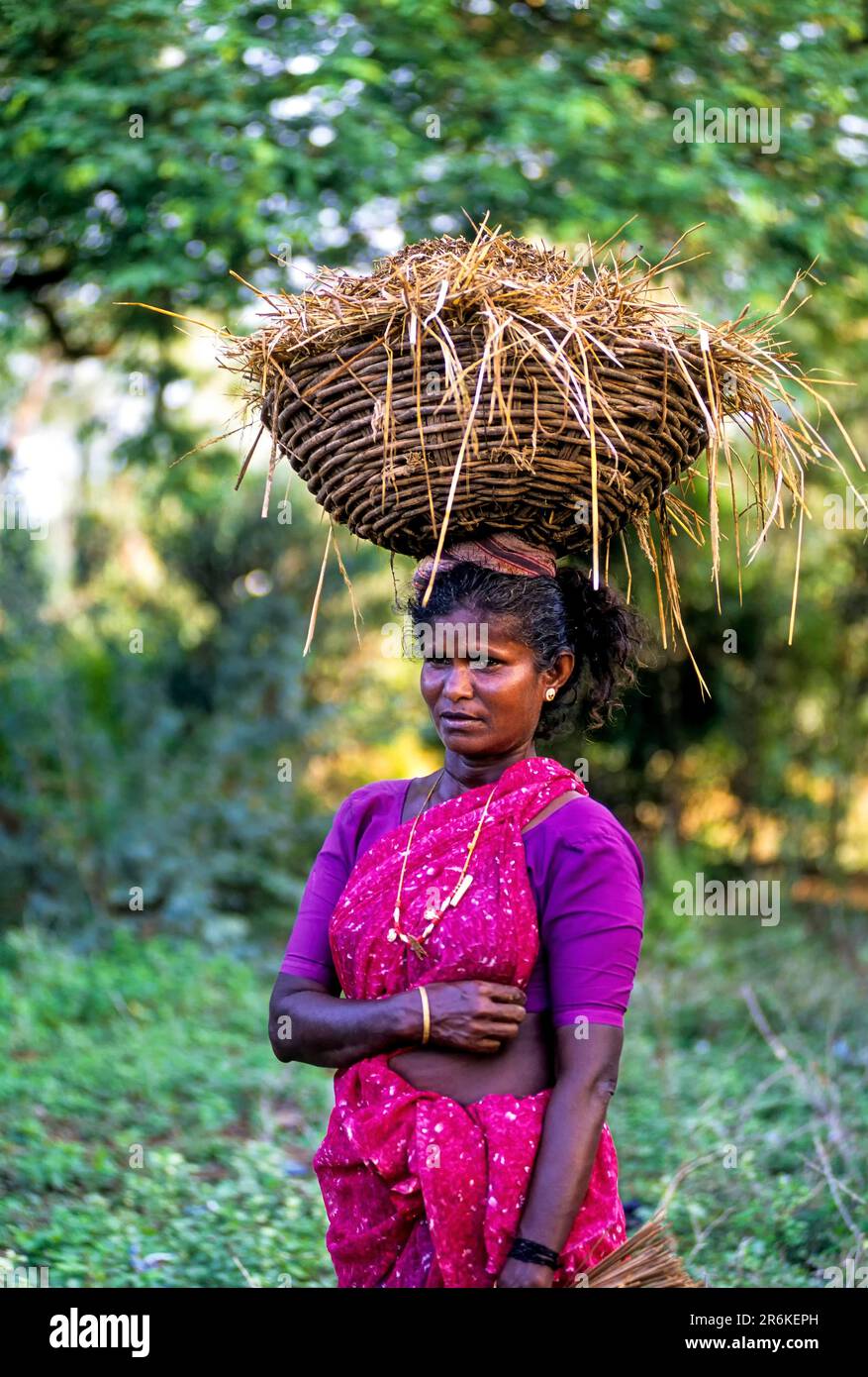 Una donna di villaggio che trasporta un cestino pieno di concime organico sulla testa, Tamil Nadu, India del sud, India, Asia Foto Stock