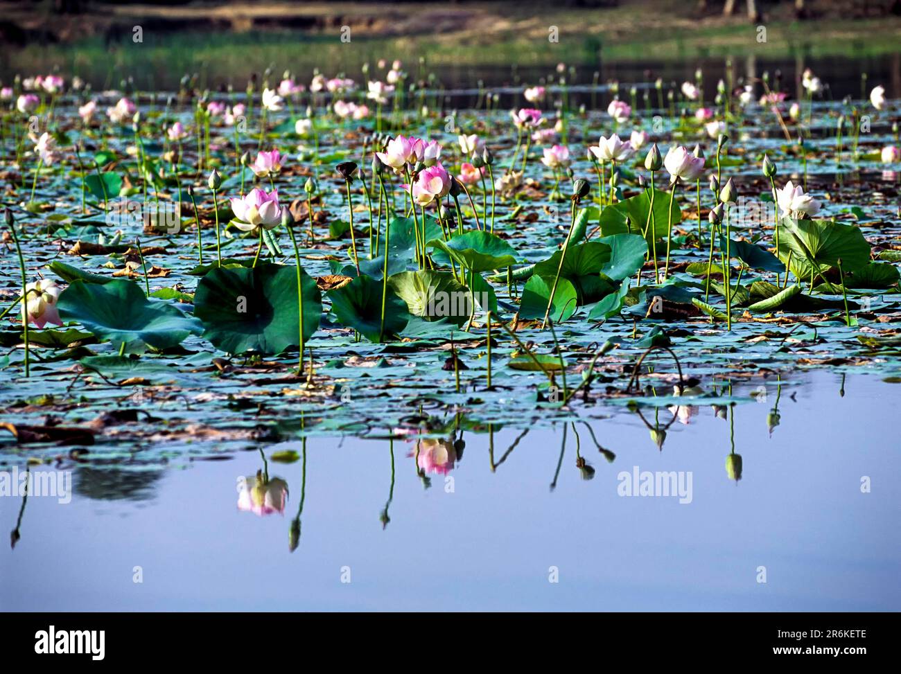 Fiore di Loto loto Sacro, Loto Laxmi, loto Indiano (Nelumbo nucifera) Tamil Nadu, India del Sud, India, Asia Foto Stock