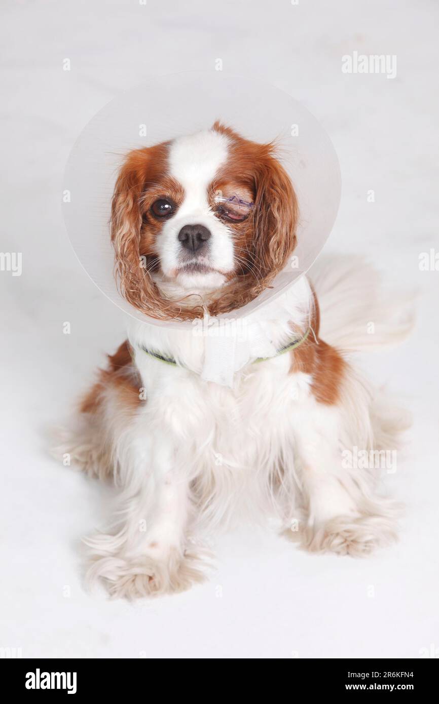 Cavalier King Charles Spaniel, Blenheim, con imbuto protettivo, dopo chirurgia oculare, protettore cutaneo, colletto Foto Stock