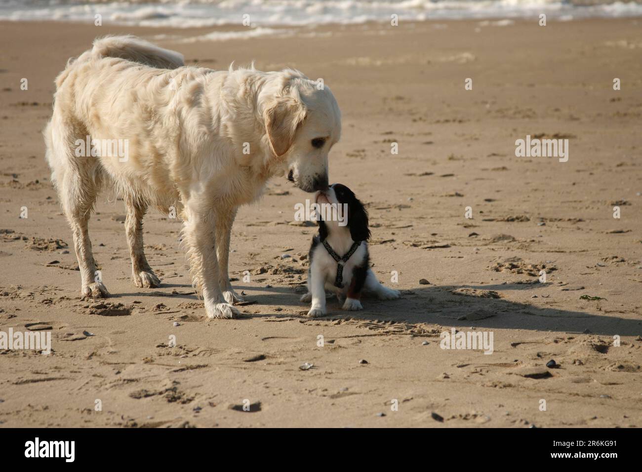 Golden Retriever incontro Cavalier re Charles Spaniel, cucciolo, tricolore, 12 settimane, Paesi Bassi Foto Stock