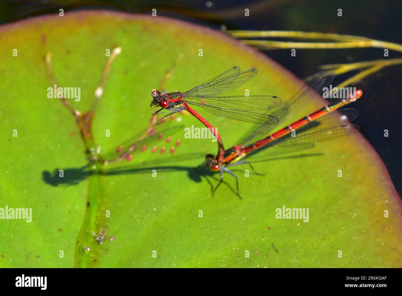 Grandi Damselflies rosso Foto Stock