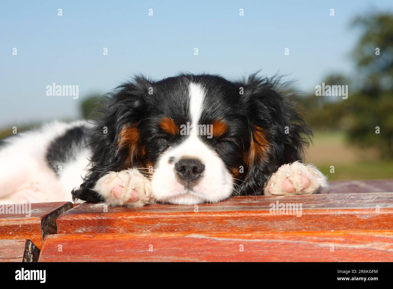 Cavalier King Charles Spaniel, cucciolo, tricolore, 13 settimane Foto Stock