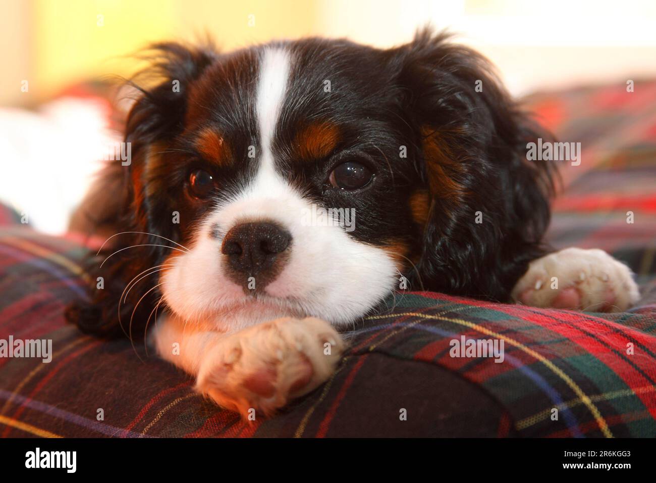 Cavalier King Charles Spaniel, cucciolo, tricolore, 13 settimane Foto Stock