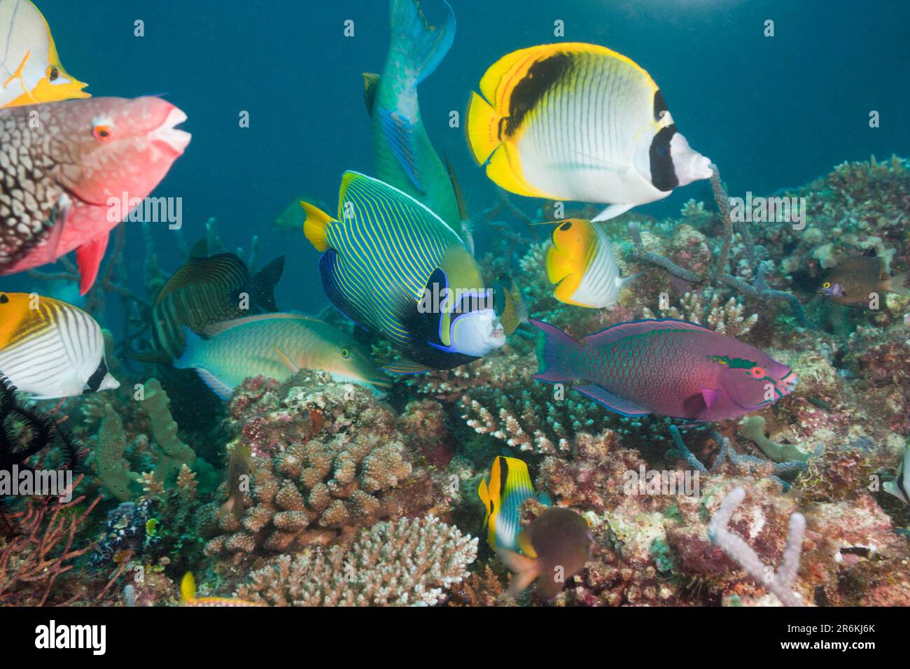 Pesci corallo sulla barriera corallina, Atollo di Ari Nord, Maldive Foto Stock