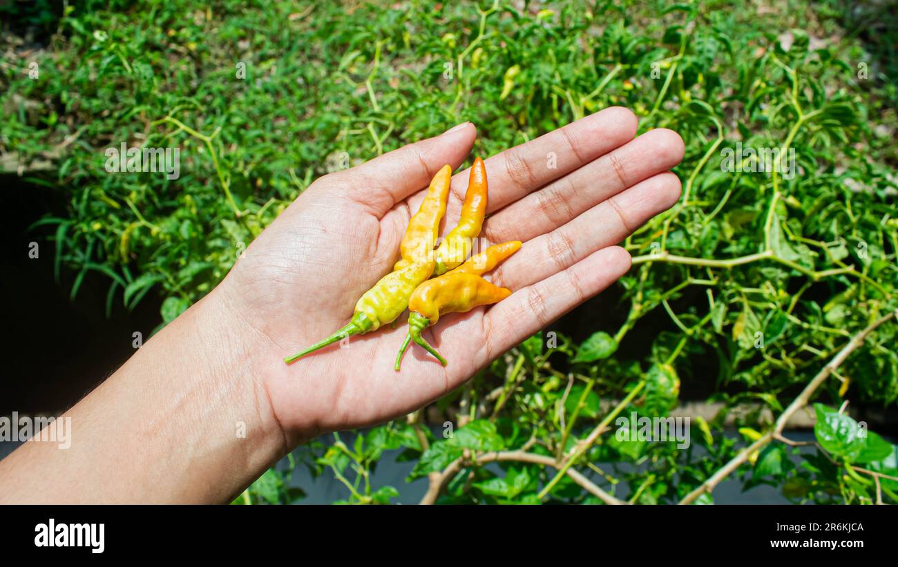 Peperoncino arancione in mano con peperoncino di fondo Foto Stock