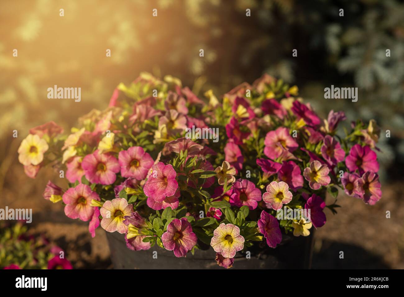 Fiore di petunia viola brillante su uno sfondo verde in una fotografia macro di giorno di sole. Foto Stock