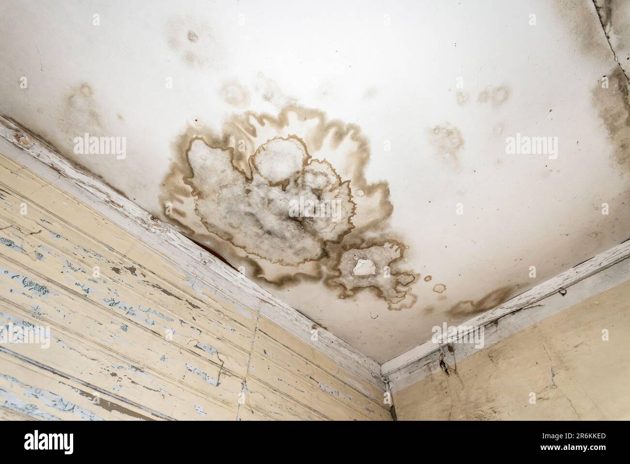 Macchie di muffa e muffa sul soffitto o sulla parete a causa della scarsa ventilazione dell'aria e dell'elevata umidità. Danni alla salute. Foto Stock