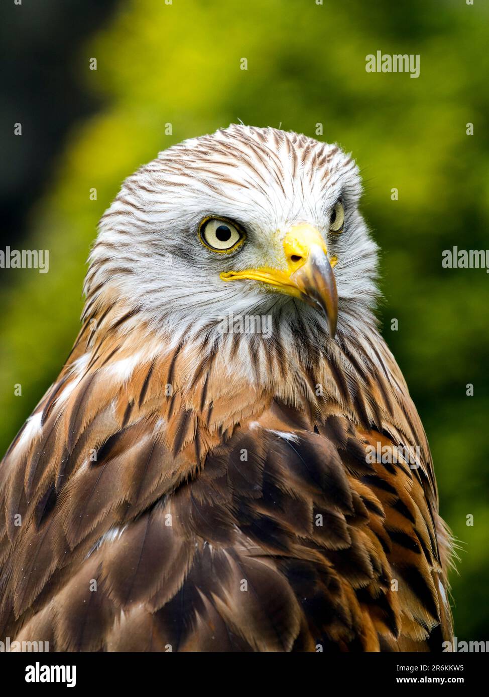 Visualizzazione Bird of Prey, Francia Foto Stock