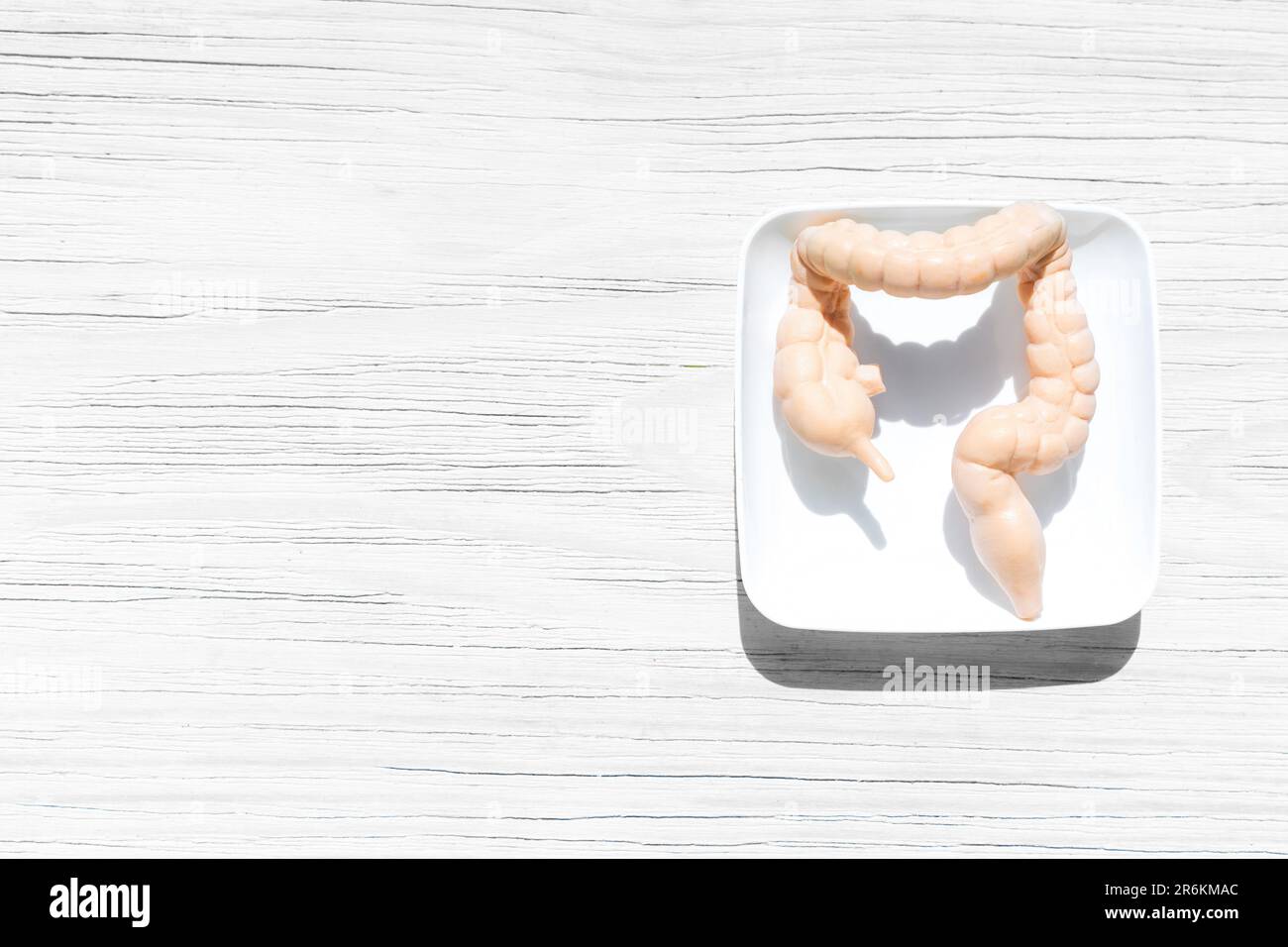 Copia giocattolo dell'intestino umano posta su un vassoio bianco, su uno sfondo di legno bianco. Contesto per presentazioni mediche, materiali didattici Foto Stock