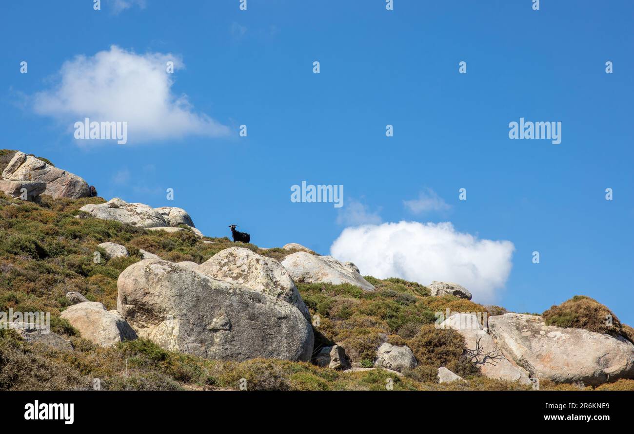 Paesaggio lunare di enorme roccia di granito e in cima capra al pasco, Volax villaggio in isola di Tinos Cicladi Grecia. Estate giorno di sole, cielo blu sfondo. Foto Stock