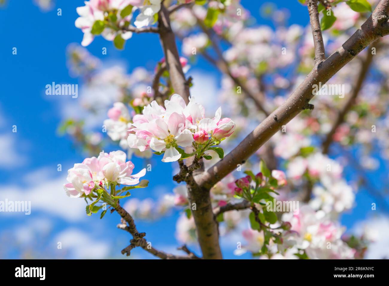 Albero di mela fiorito. Fiori rosa bianchi di varietà di albero di mela Bashkirskiy krasavets - Bashkir bello su cielo blu. Fiori molto. Messa a fuoco selettiva, clo Foto Stock