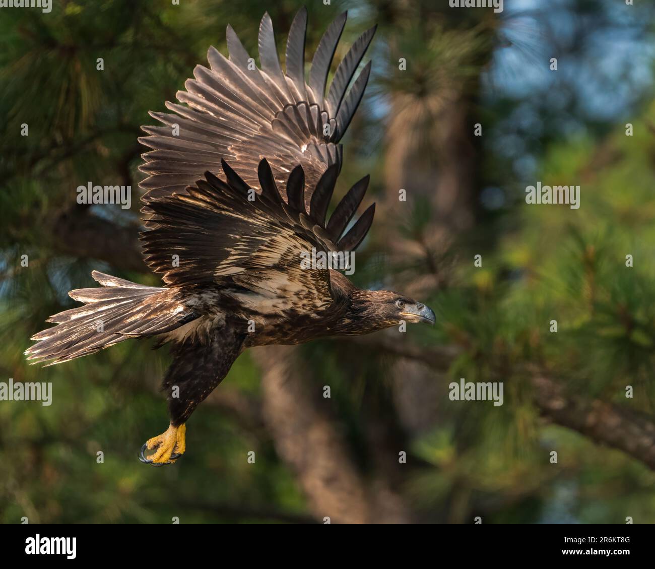 Un'aquila calva americana immatura. Foto Stock