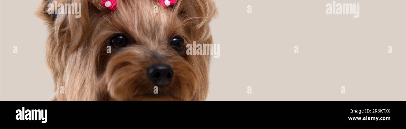 banner 4x1 per social network e siti web. Muso carino di un cane Yorkshire Terrier con nastri sulla testa Foto Stock