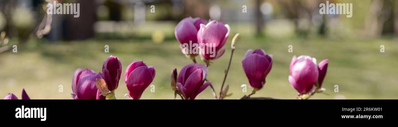 Un banner 4x1 per un sito Web e social network. Un grande albero di magnolia fiorito sullo sfondo di un prato verde Foto Stock