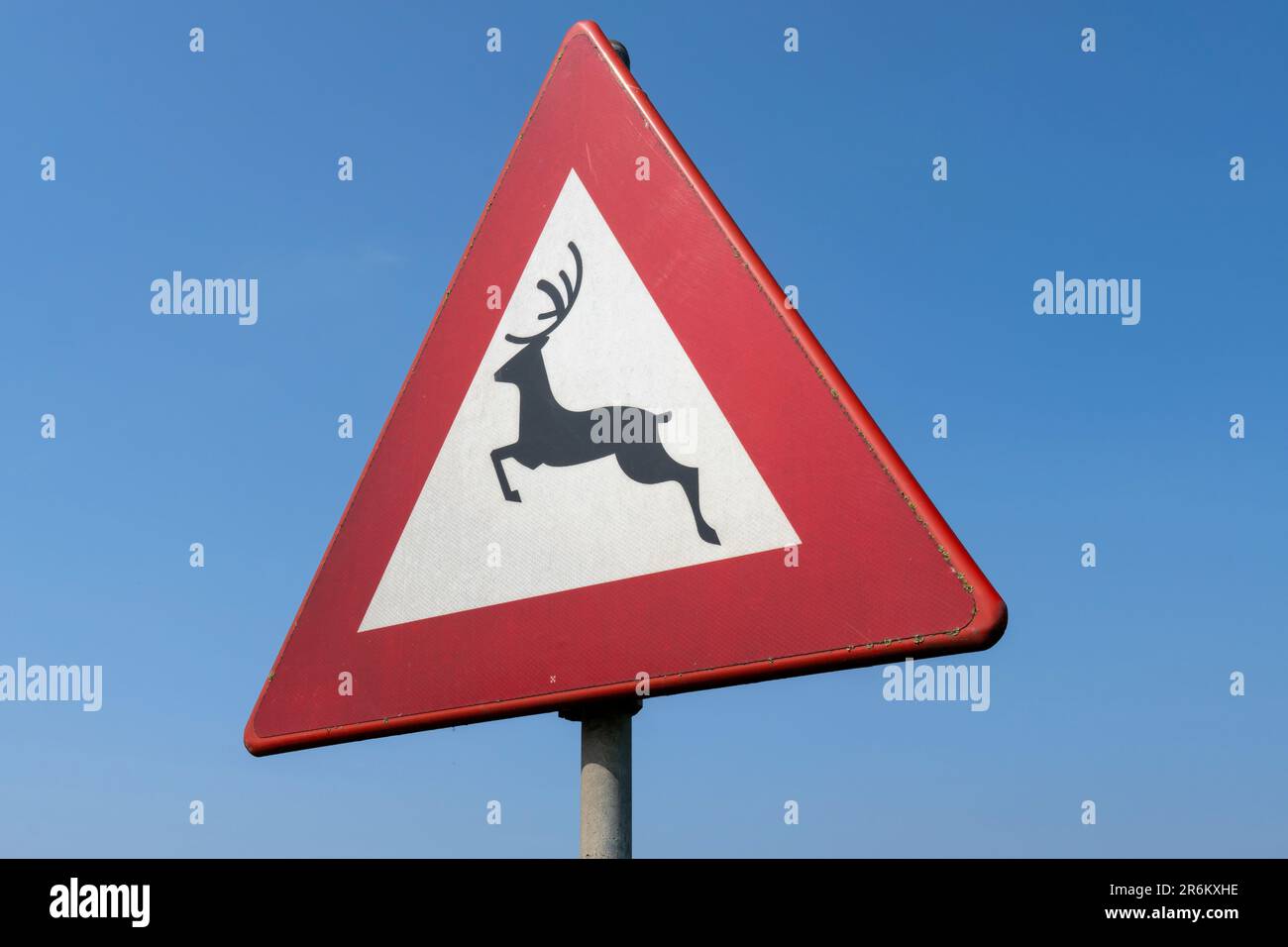 Cartello stradale olandese: Attraversamento di animali selvatici Foto Stock