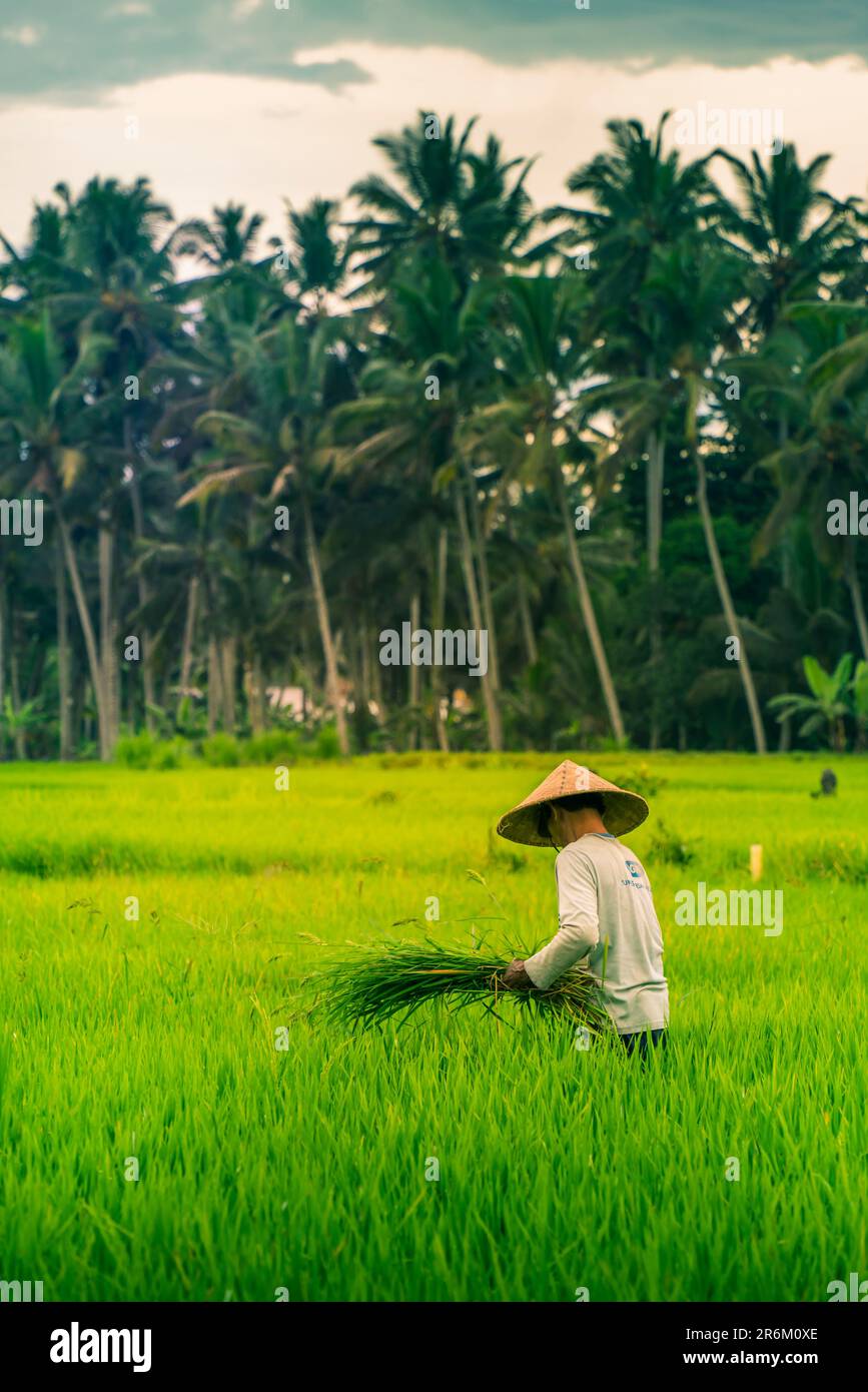 Vista di un balinese che indossa un tipico cappello conico che lavora nelle risaie, Sidemen, Kabupaten Karangasem, Bali, Indonesia, Asia sud-orientale, Asia Foto Stock