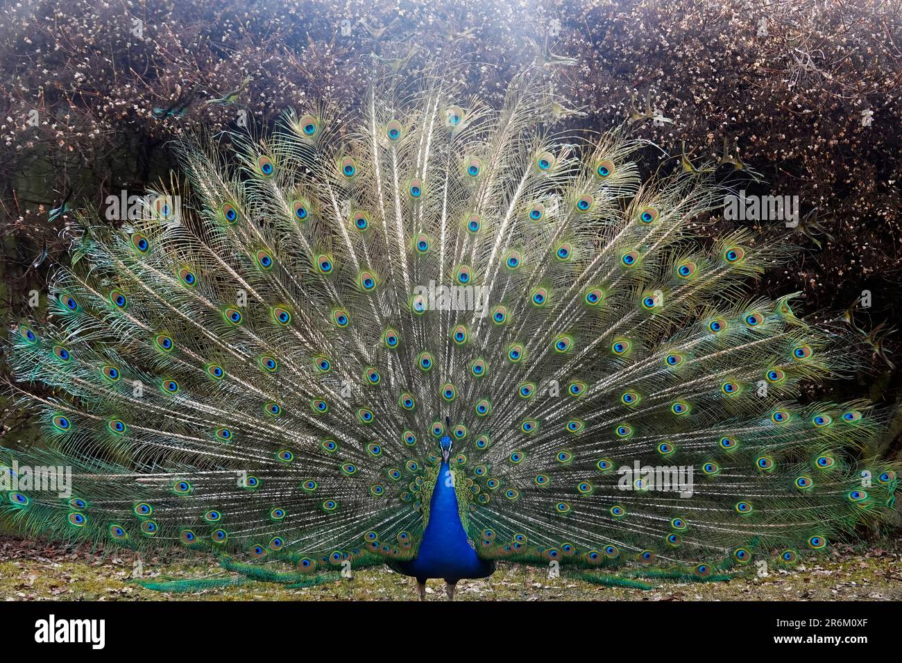 Peacock nei giardini di Schloss Ambras, un castello rinascimentale e palazzo situato sulle colline sopra Innsbruck, Austria, Europa Foto Stock