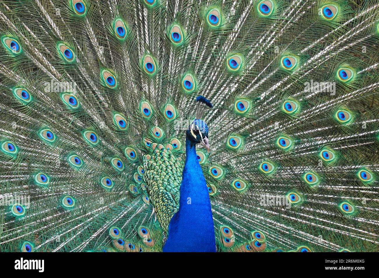 Peacock nei giardini di Schloss Ambras, un castello rinascimentale e palazzo situato sulle colline sopra Innsbruck, Austria, Europa Foto Stock