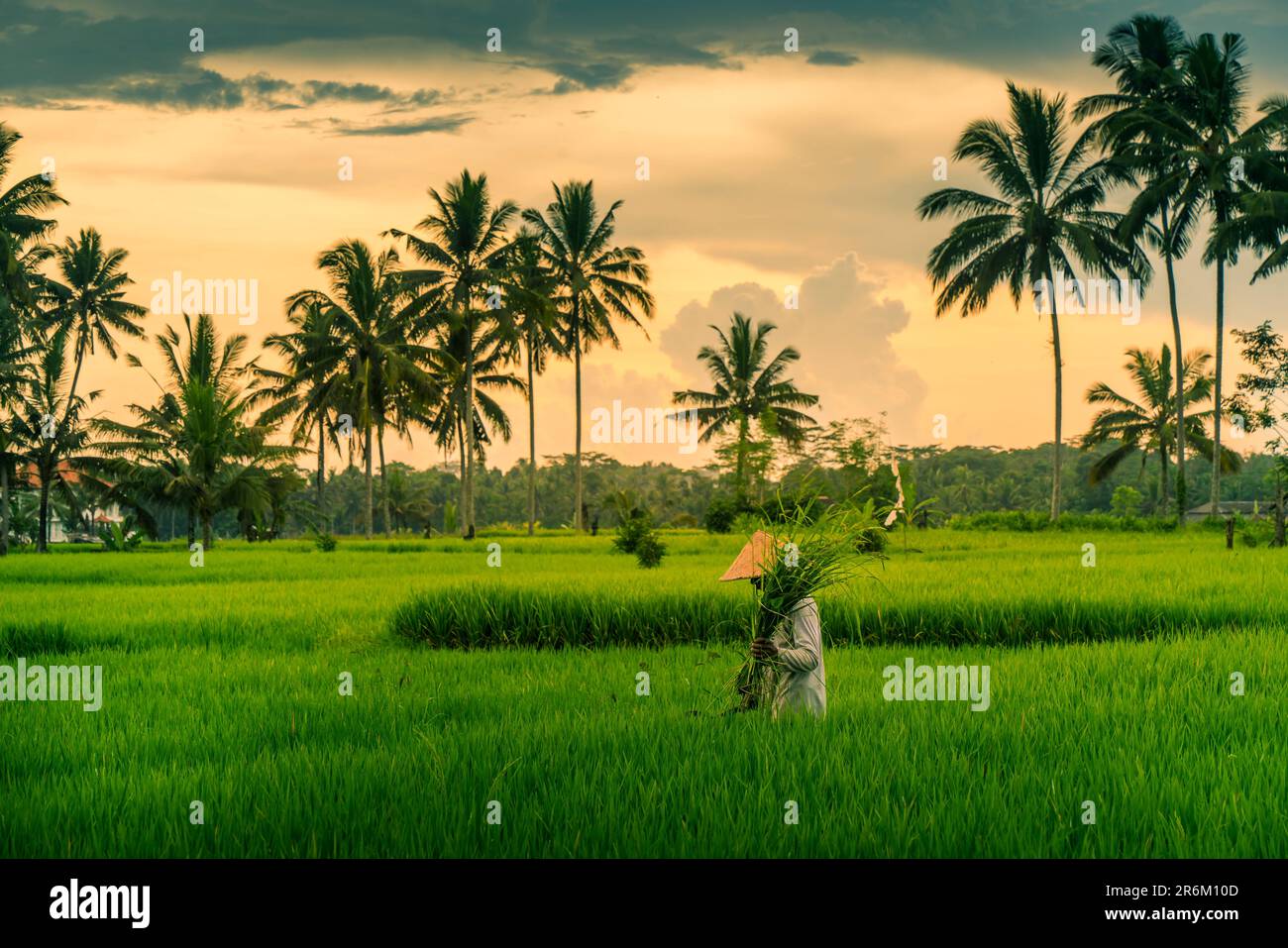 Vista di un balinese che indossa un tipico cappello conico che lavora nelle risaie, Sidemen, Kabupaten Karangasem, Bali, Indonesia, Asia sud-orientale, Asia Foto Stock