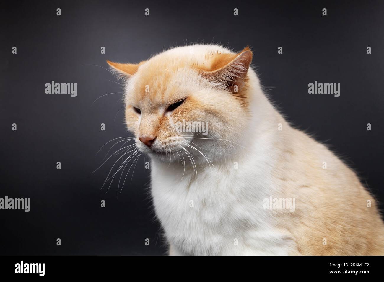 gatto malato rosso bianco con orecchie dolorate abbassate Foto Stock