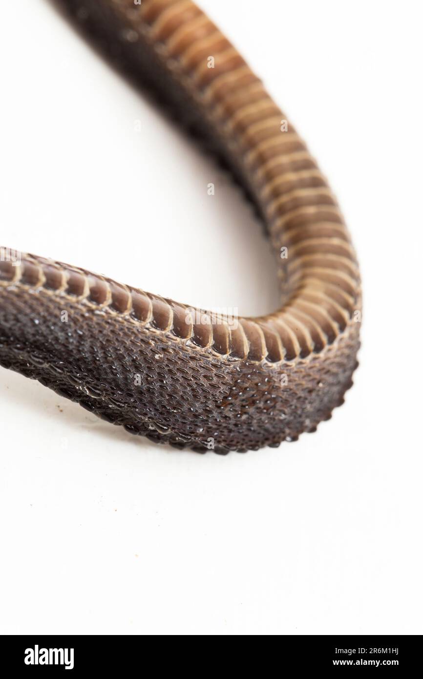 Il serpente di drago, il serpente di tubercolo di Javan, il serpente di fango di Javan, o il serpente di figliata grezza-backed Xenodermus javanicus isolato su fondo bianco Foto Stock
