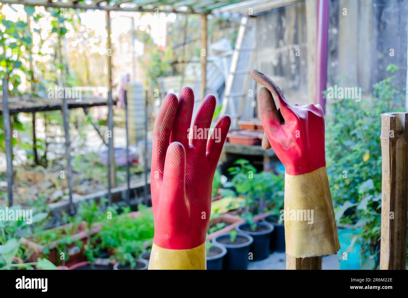 Immagine di un paio di guanti di gomma utilizzati per proteggere le mani durante il giardinaggio domestico. Foto Stock