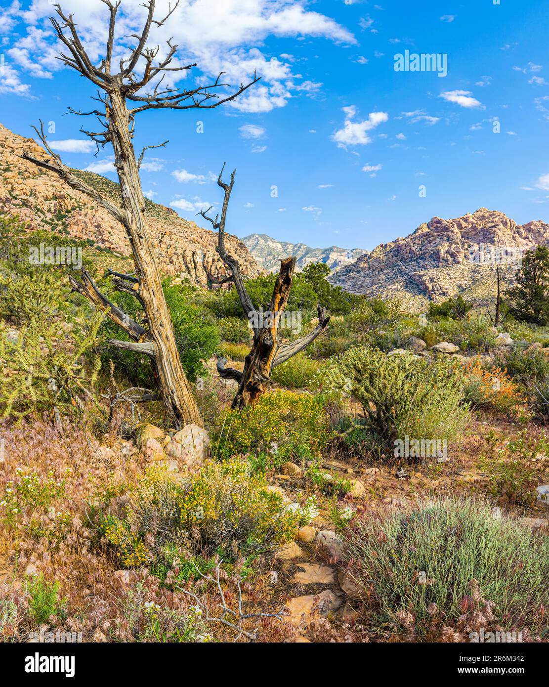 La catena montuosa Rainbow Mountain sull'Ice Box Canyon Trail, la Red Rock Canyon National Conservation Area, Nevada, USA Foto Stock