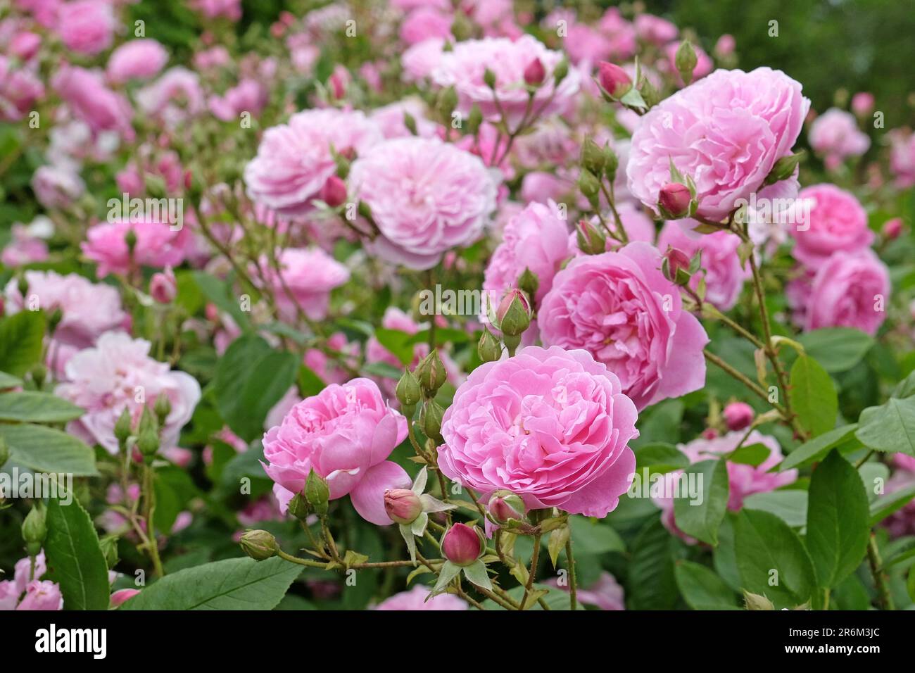 Rosa Harlow Carr in fiore. Foto Stock