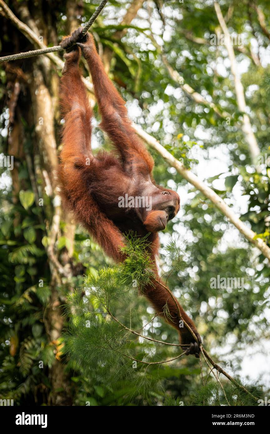 Orangutan al Semenggoh Wildlife Rehabilitation Center, Sarawak, Borneo, Malesia, Asia sudorientale, Asia Foto Stock