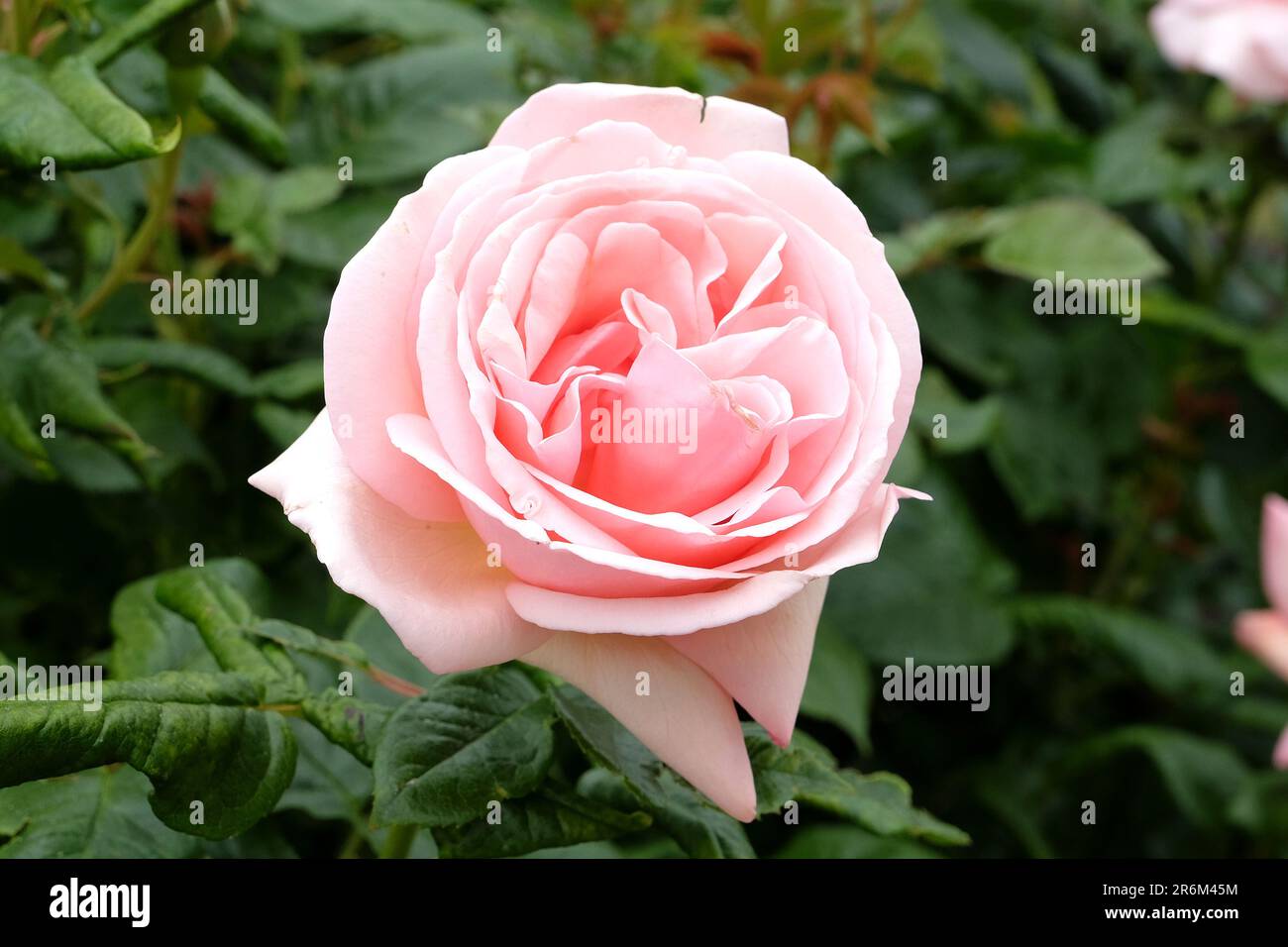 Rosa pallido 'Afrodite' in fiore. Foto Stock