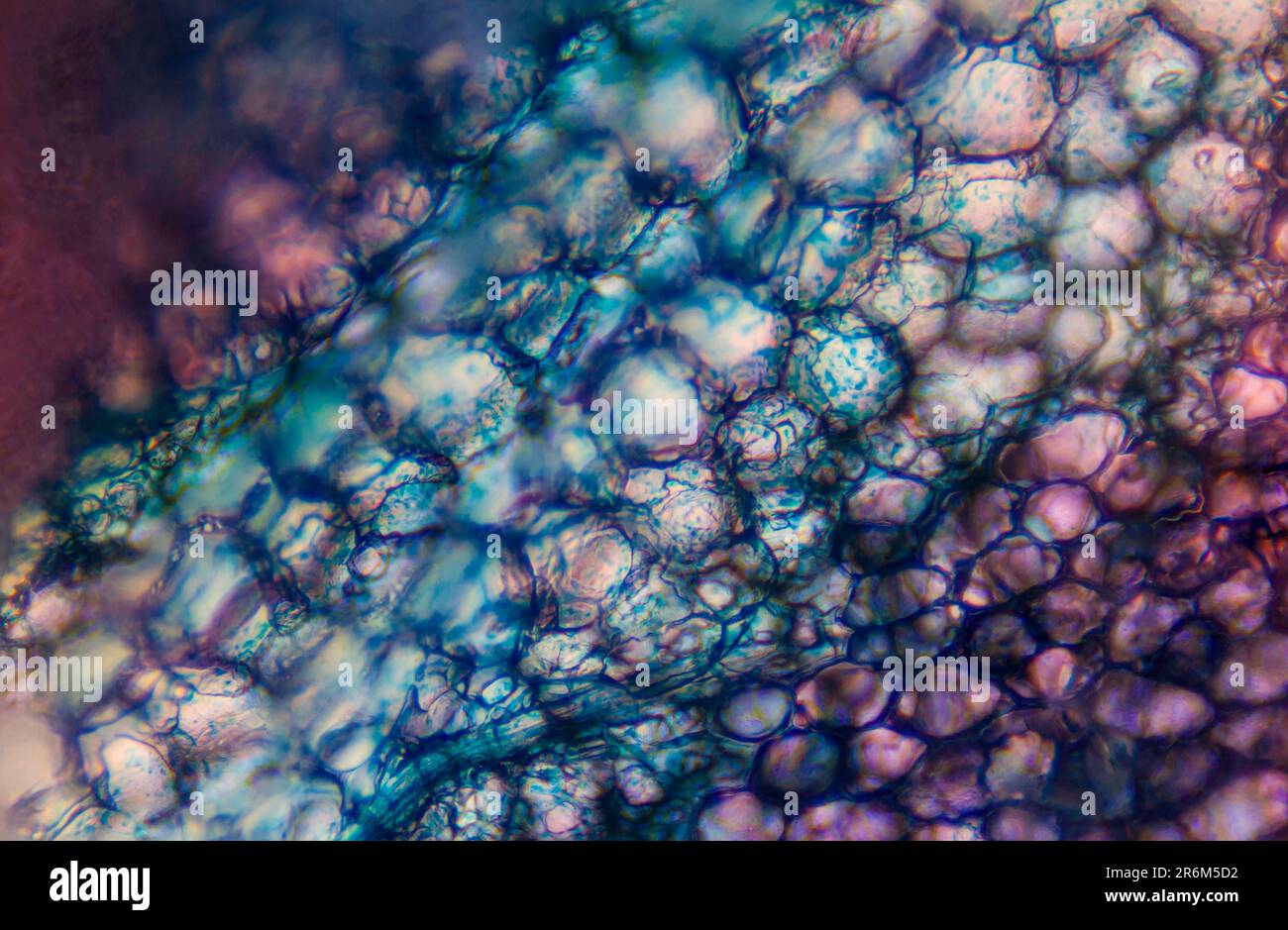 Micro-foto impianto Foto Stock