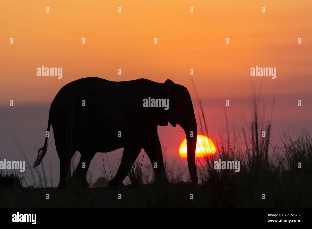 Elefante africano (Loxodonta africana) al tramonto, Chobe National Park, Botswana, Africa Foto Stock