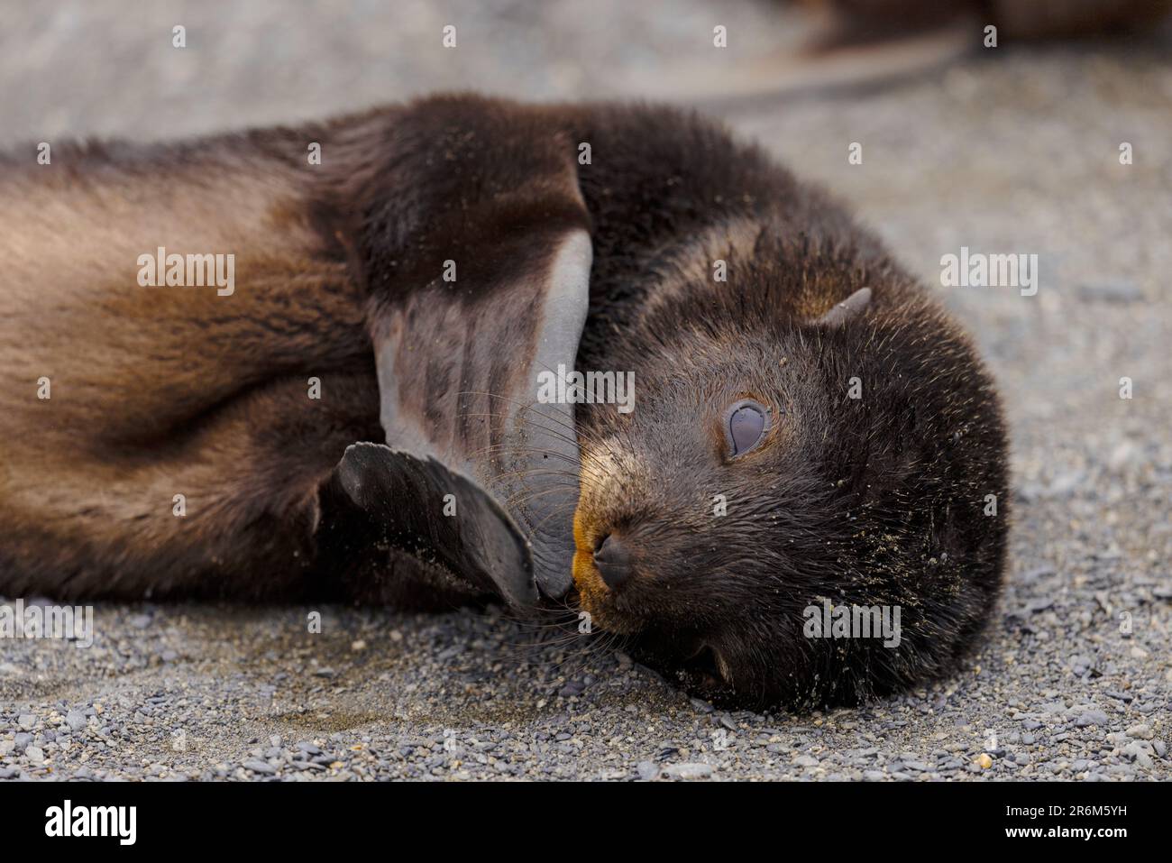 Cucciolo di fur meridionale sull'isola della Georgia meridionale, regioni polari Foto Stock