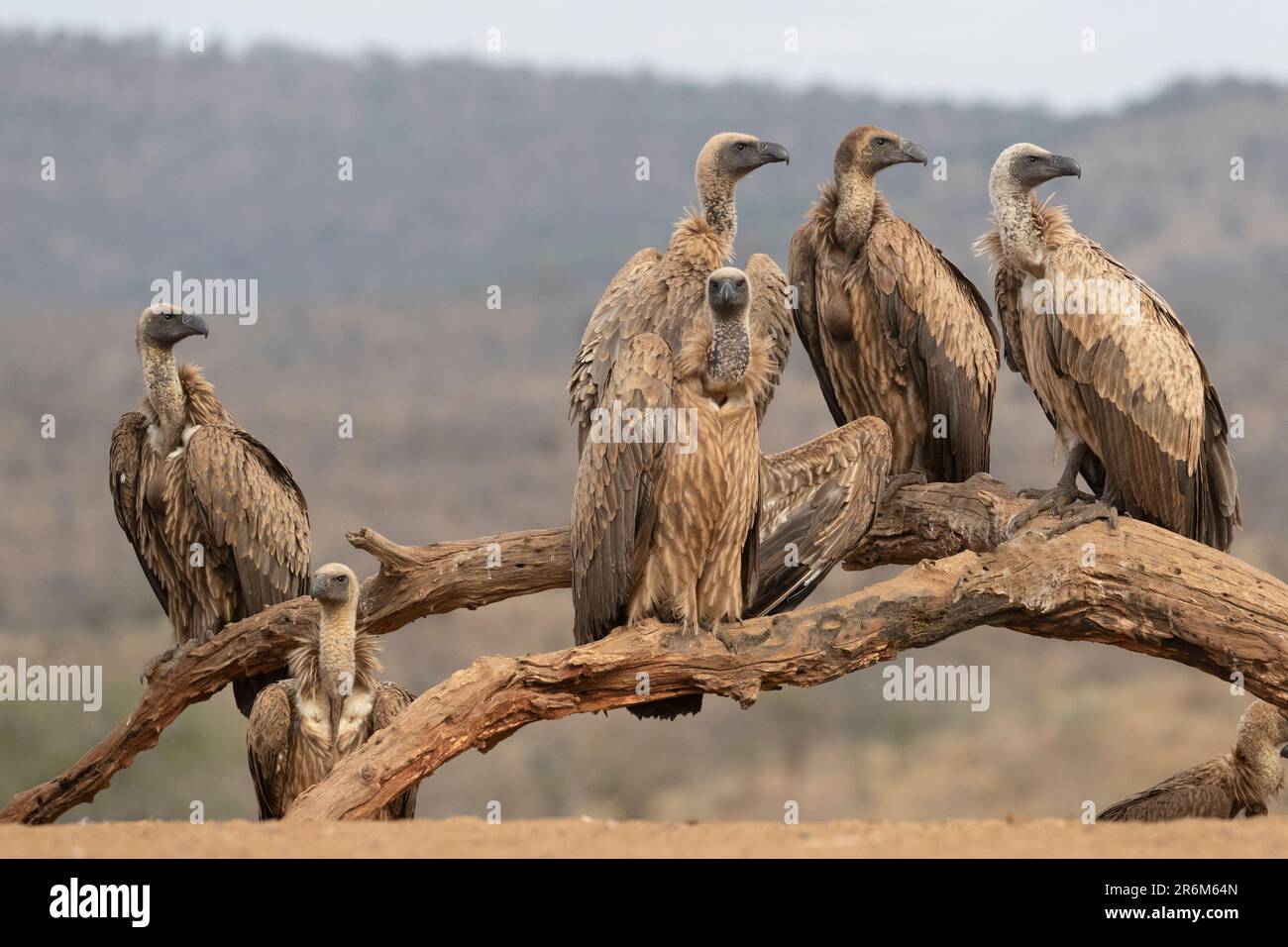 Avvoltoi con supporto bianco (Gyps africanus), Zimanga Game Reserve, KwaZulu-Natal, Sudafrica, Africa Foto Stock