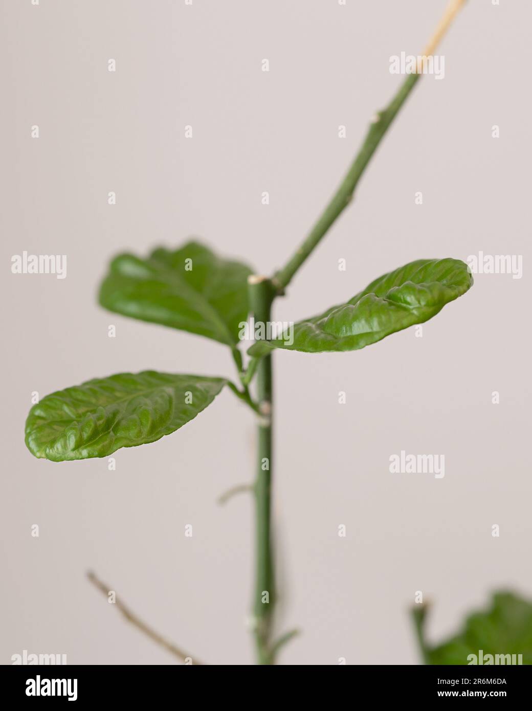 limone ammalato senza foglie affette da un acaro di farina Foto Stock