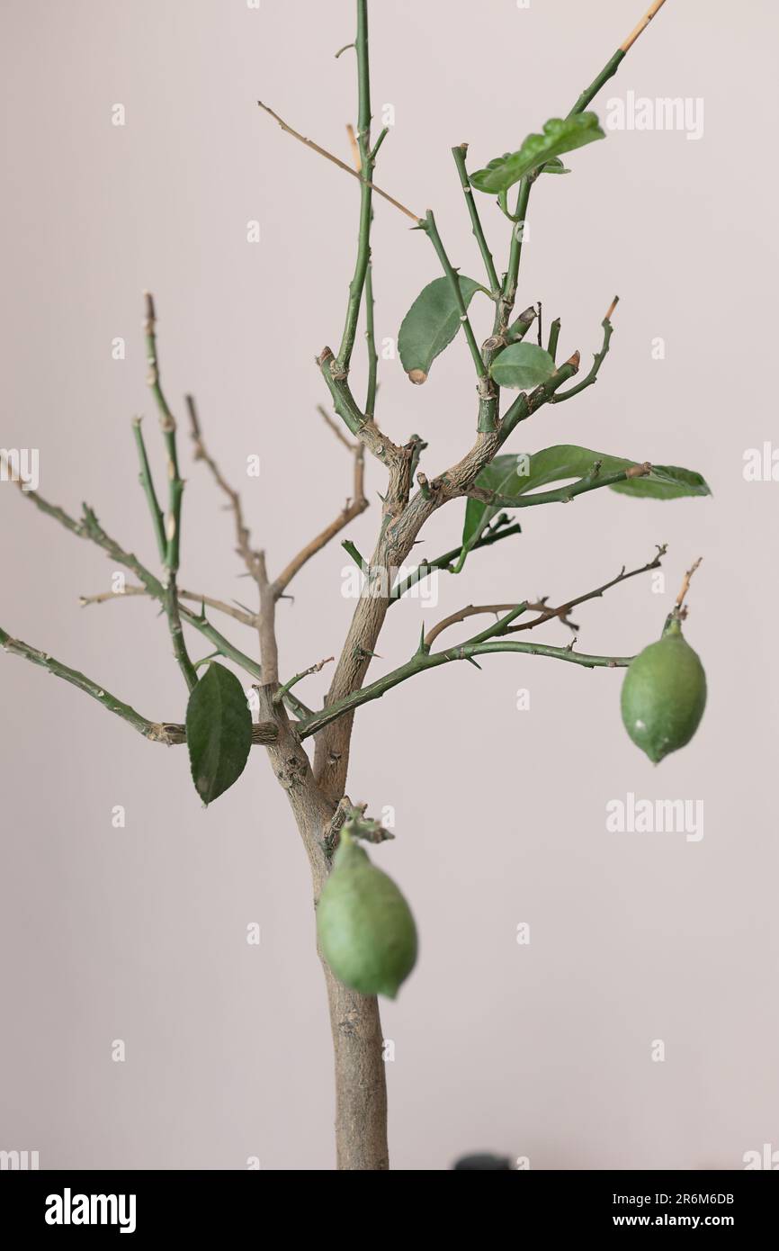 limone ammalato senza foglie affette da un acaro di farina Foto Stock