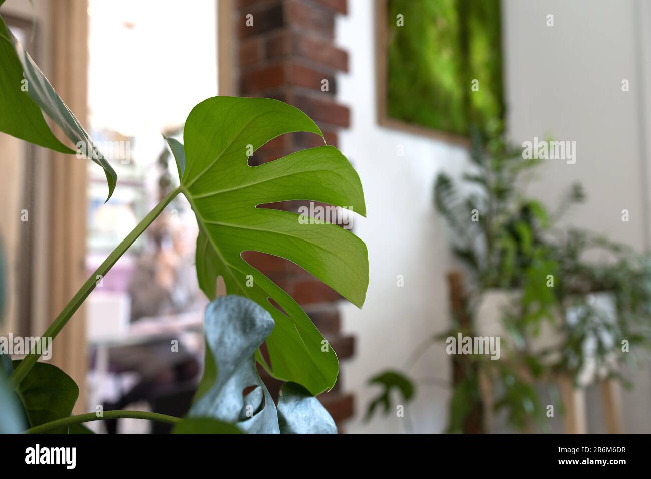 Mostri foglia nel giardino di casa Foto Stock