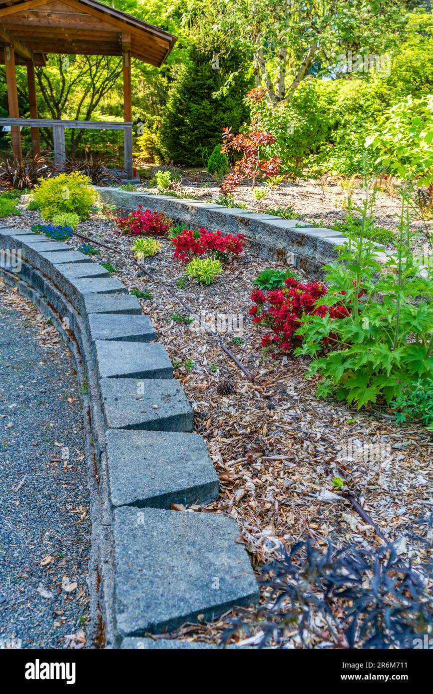 Un giardino fiorito a South Seattle, Washington. Foto Stock