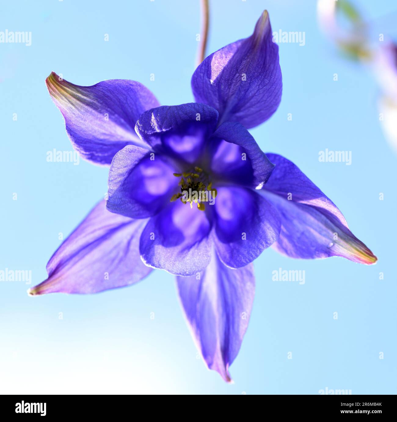 Primo piano di fiori blu di aquilegia visti dal basso e retroilluminati. Foto Stock
