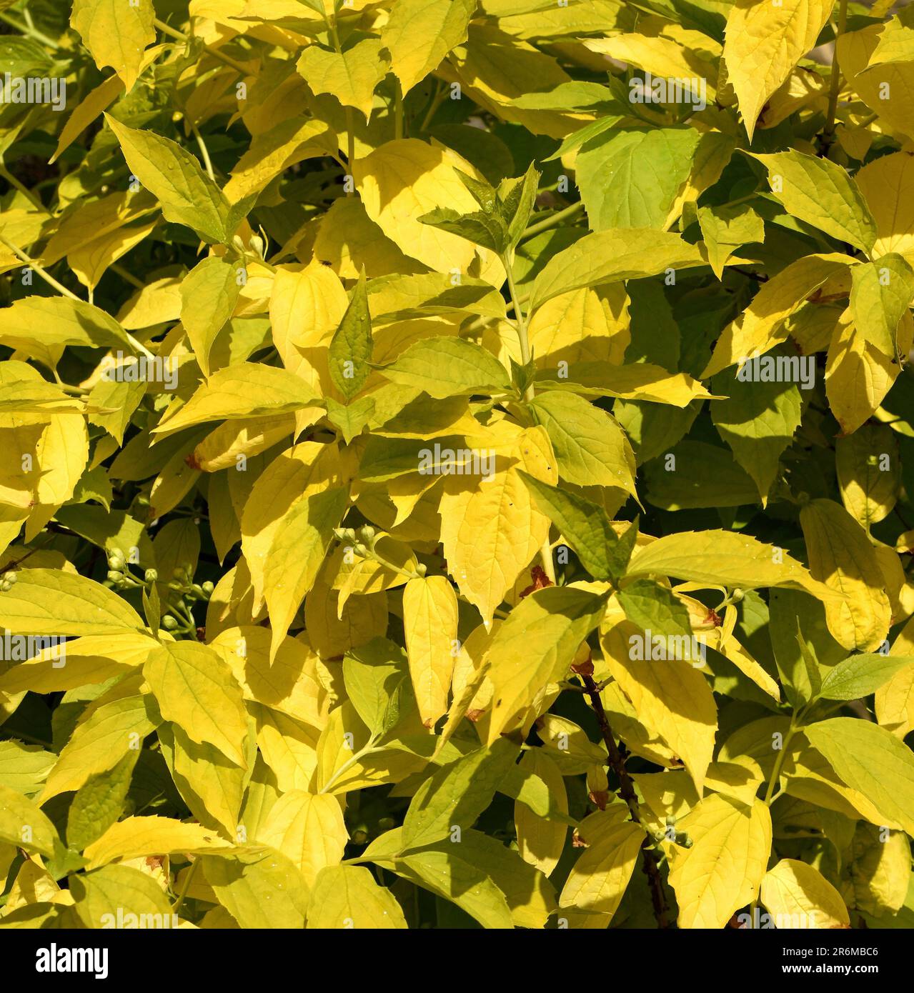 Il fogliame d'oro di Philadelphus coronarius Aureus. Foto Stock