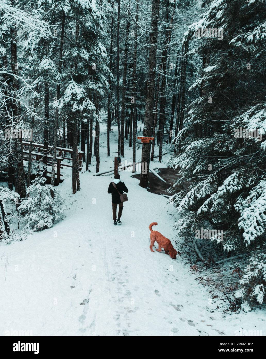Un uomo di mezza età che indossa un cappotto invernale e un cane dai capelli  rossi cammina su un sentiero innevato in una zona boscosa Foto stock - Alamy