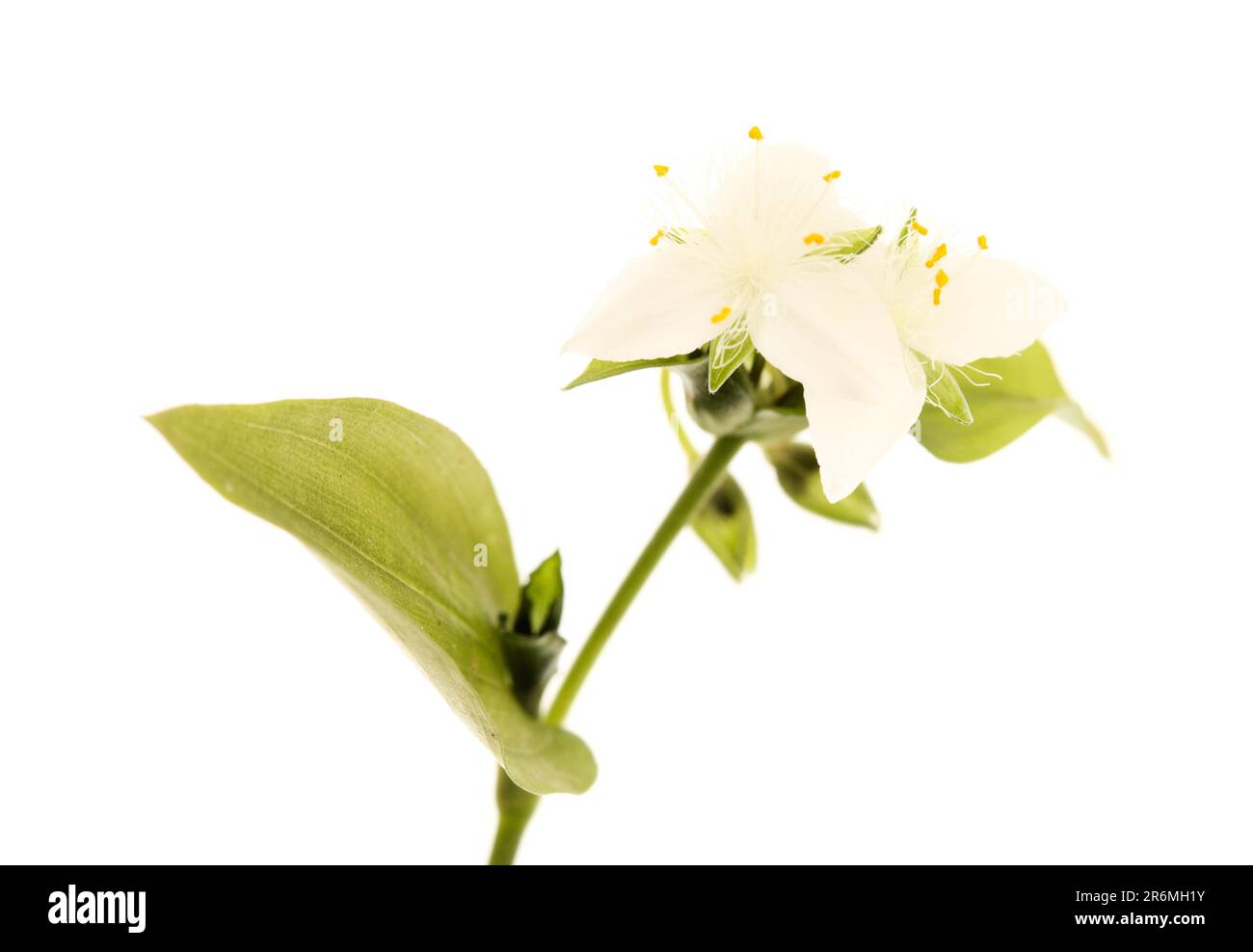 Flora di Gran Canaria - Tradescantia fluminensis, trad vagante, specie introdotte e invasive Foto Stock