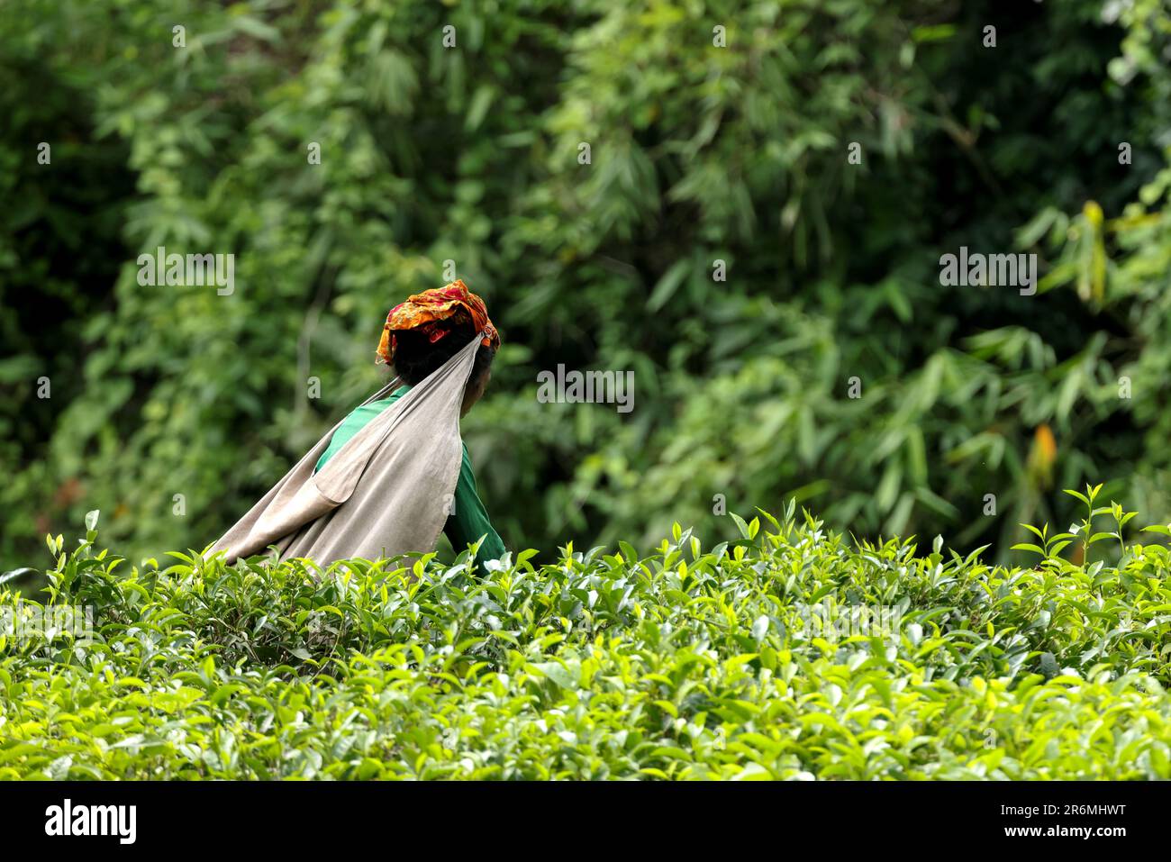 Una lavoratrice di tè che raccoglie le foglie di tè dalla piantagione di tè. Questa foto è stata scattata da Chittagong, Bangladesh. Foto Stock