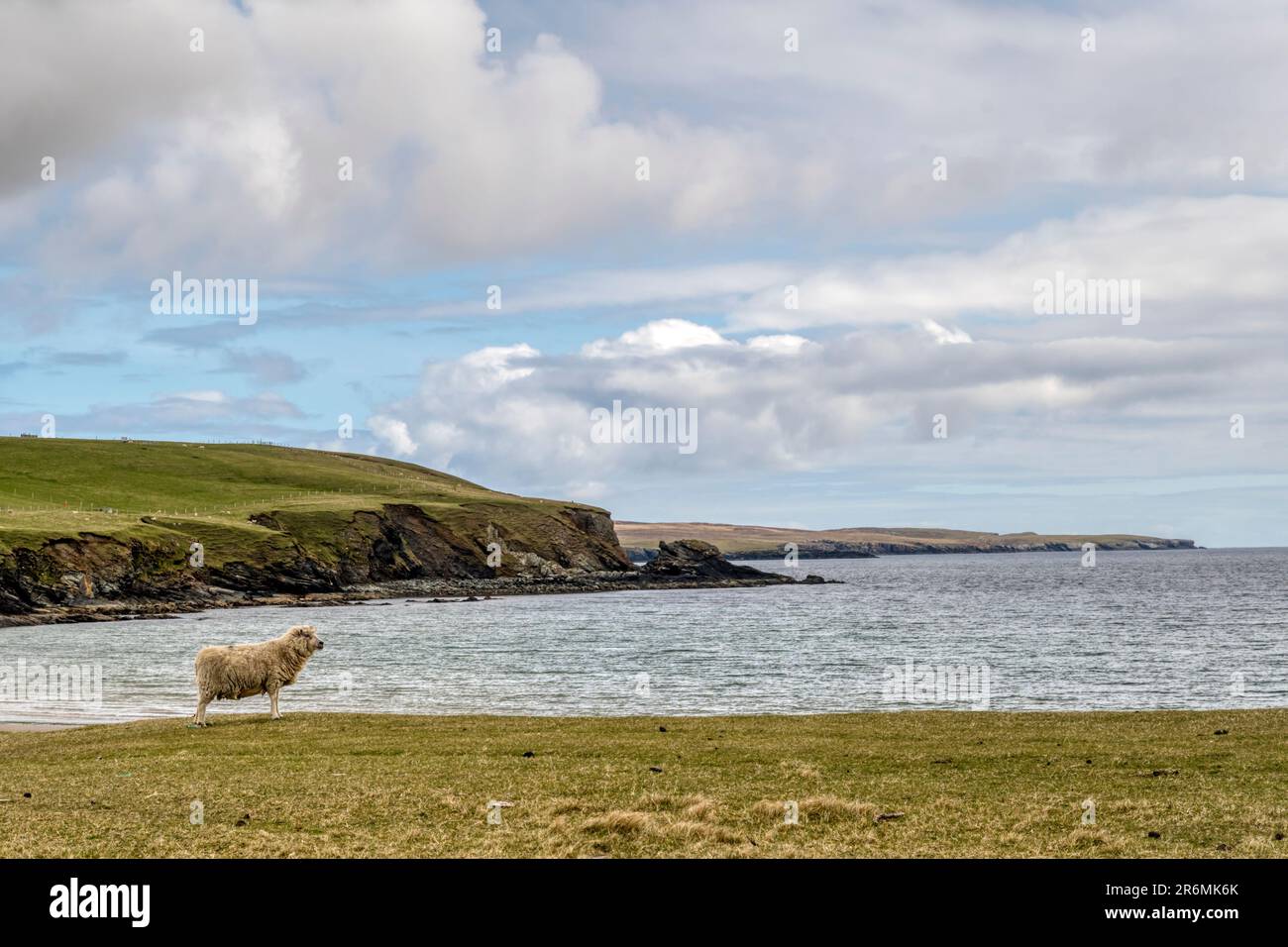 Una pecora che si affaccia sul mare sulla spiaggia di Tresta a Fetlar, Shetland. Foto Stock
