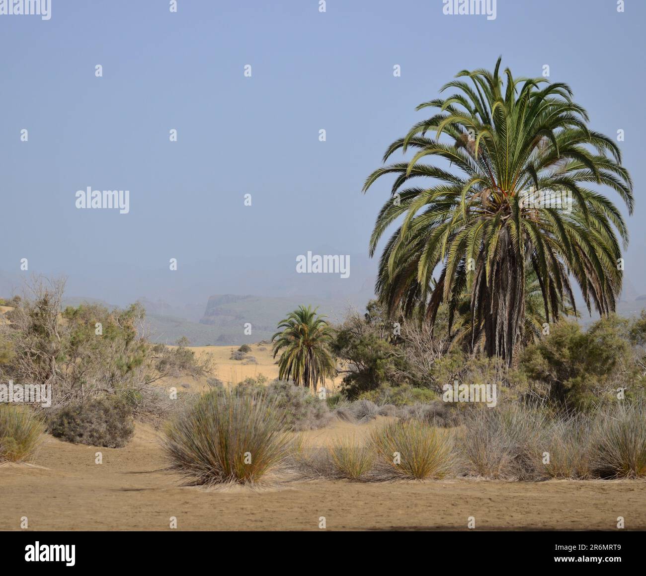 Paesaggio di dune, vegetazione variegata e palme, Maspalomas, Gran Canaria, Isole Canarie Foto Stock