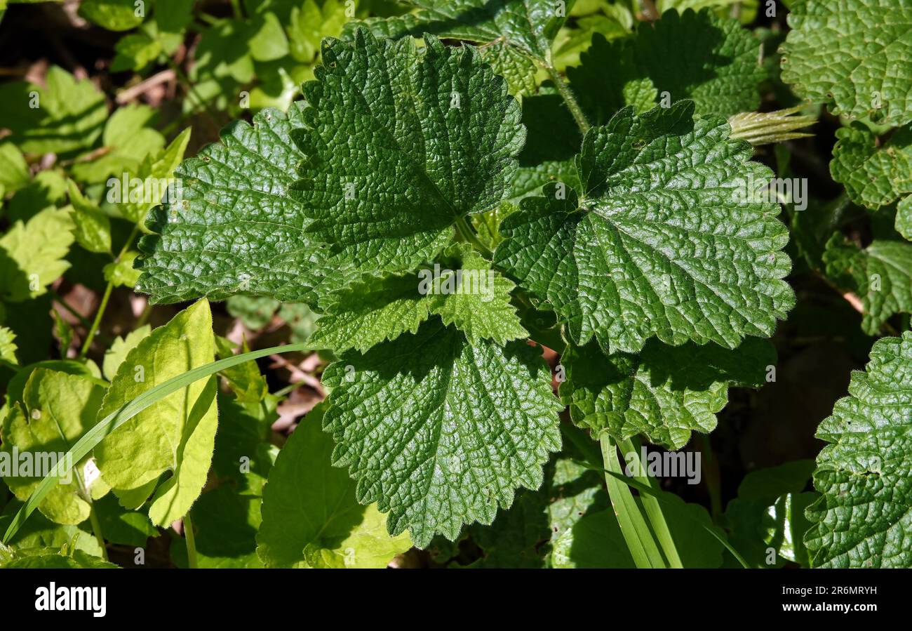 Pianta di cespuglio di ortica con gli aghi di pungitura sulle foglie Foto Stock