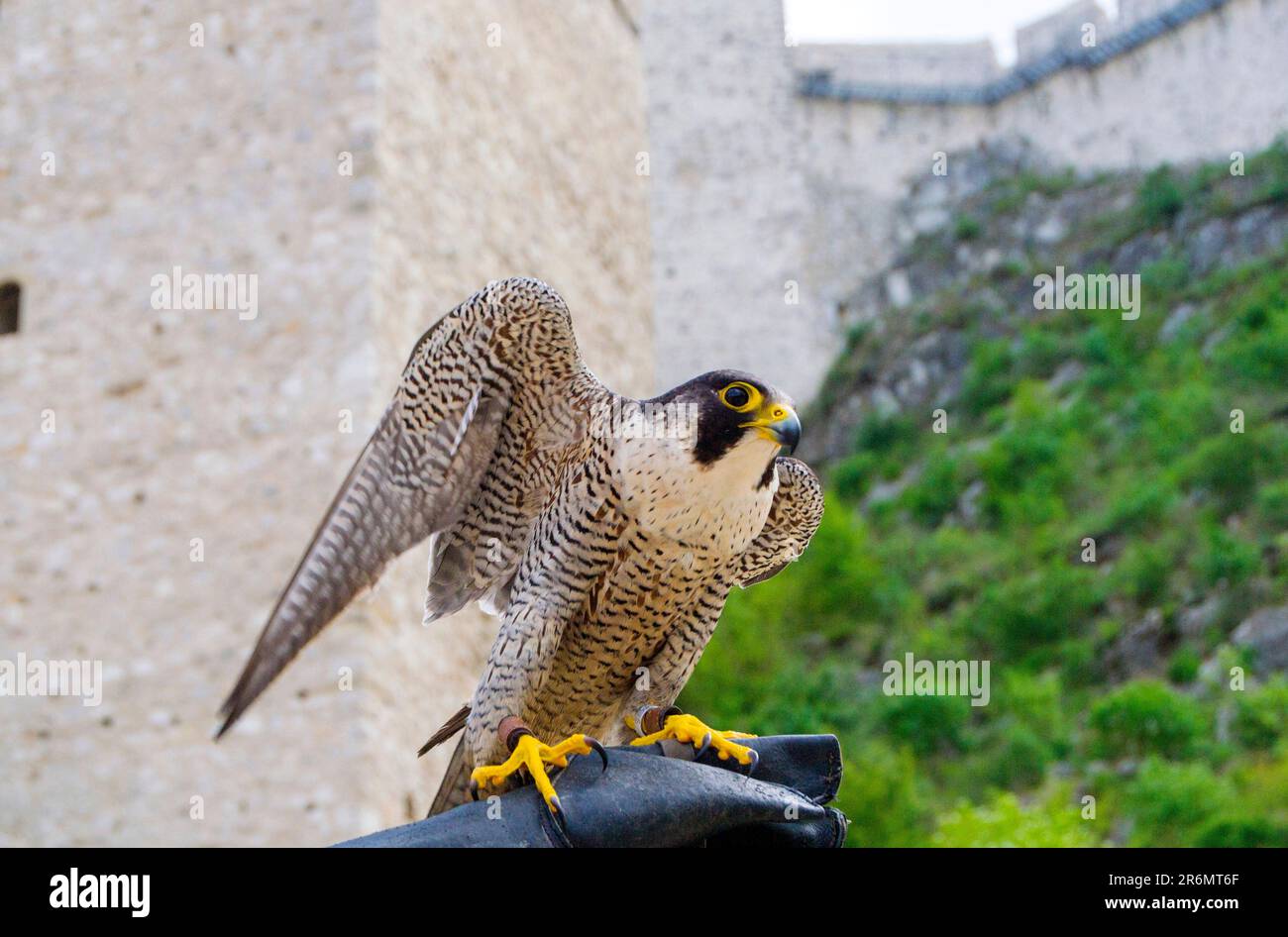 Ammira l'impressionante vista di un maestoso falco pellegrino appollaiato con grazia sul guanto del proprietario. Testimoniate il legame tra l'uomo e il falco in Th Foto Stock