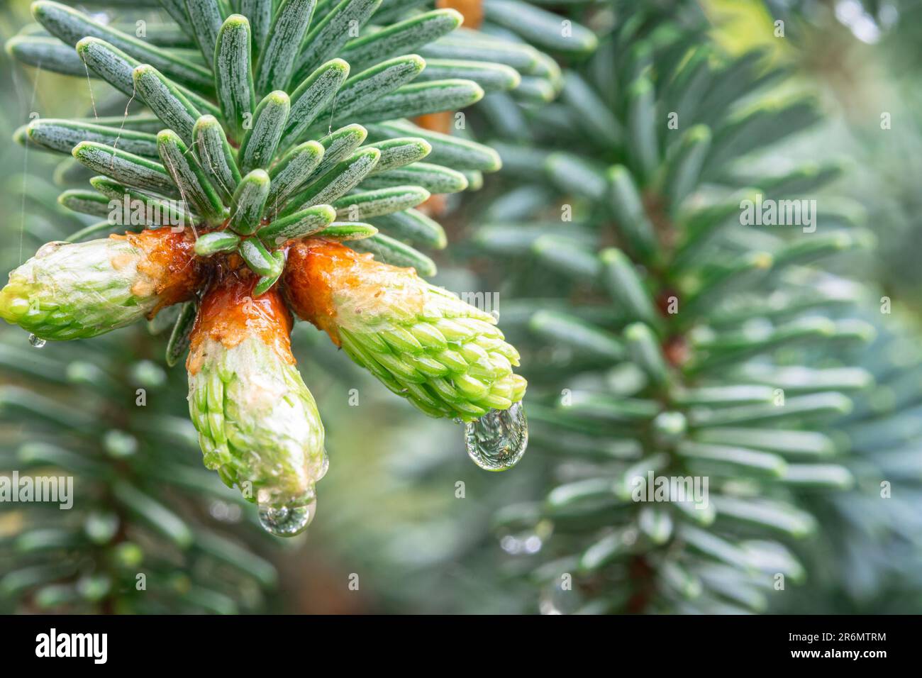 Immagine dettagliata di una goccia d'acqua appesa a un bocciolo di abete Foto Stock