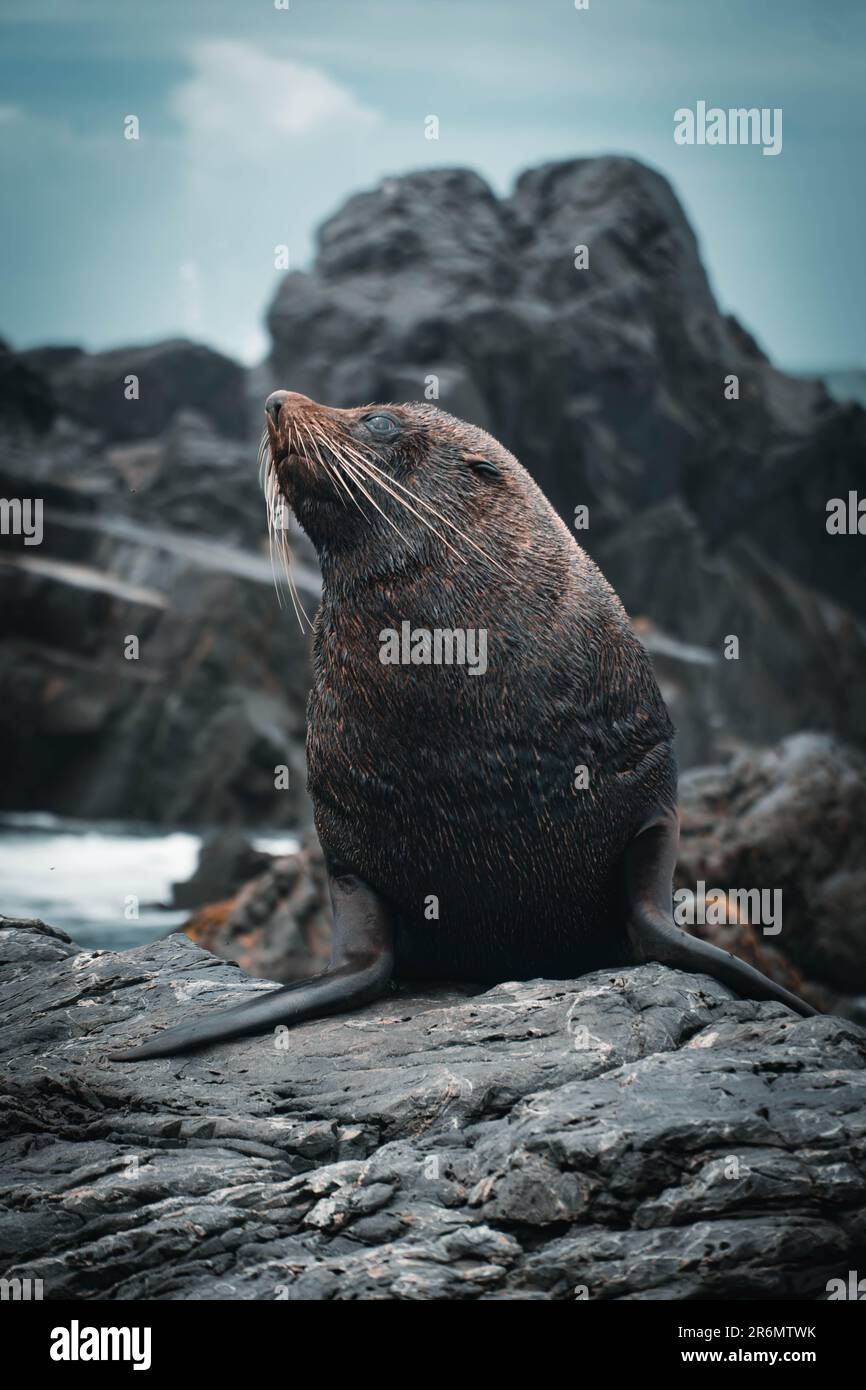 Una foca di pelliccia che siede su una costa rocciosa, sullo sfondo di rocce più grandi Foto Stock